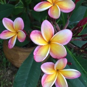 Meet your Posher, Cathy